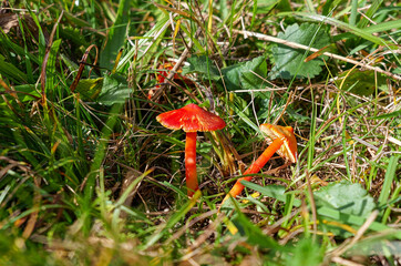 Kirschroter Saftling (HYGROCYBE COCCINEA)