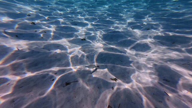 Underwater Slow Motion of Single Striped Seabream Feeding on Sandy Bottom with Sun Rays