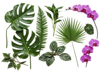 Photorealistic still life with glossy green monstera, vibrant palm fronds, textured begonia, striped tradescantia, and two delicate orchids on a white background with copy space, sophisticated