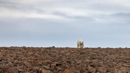 A polar bear standing on the brow of a hill made from the rocky moraine of Vikinge Bay, Eastern Greenland. The background features a rugged terrain and sky with space for text.