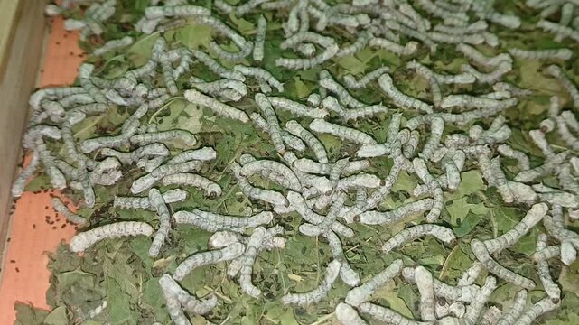 The video displays the larvae, or caterpillars, of the Eri silkworm moth (Samia ricini). These insects are economically important for producing Eri silk.	