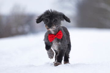 Cute terrier mix dog having fun in the winter snow