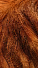 A background of a red Maine Coon cat fur. Close up.