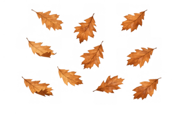 Falling brown autumn oak leaves on transparent background symbolizing change, natural cycle, and seasonal transition