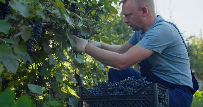Independent winemaker harvesting grapes in small vineyard. Hands-on wine production at local winery