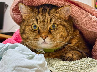 Cat looking out from under towels sitting in a pile of clothes.