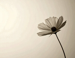  Single Flower Silhouette in soft monochrome background