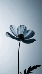  Single Flower Silhouette in soft monochrome background