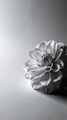  Single Flower Silhouette in soft monochrome background