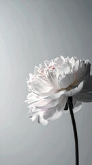  Single Flower Silhouette in soft monochrome background