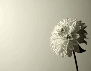  Single Flower Silhouette in soft monochrome background