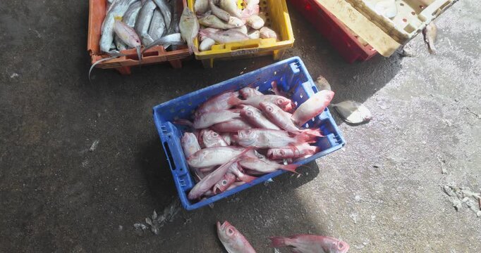 Freshly sorted red snappers and silver pomfrets in plastic crates on a fish dock. 