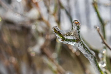 Plant in transparent ice. Frozen tree branch. Fairytale winter in macro photography. Close-up of frozen nature. Winter natural scene. Extreme cold. Freezing rain. Severe weather conditions.