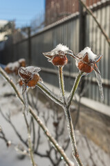 Plant in transparent ice. Frozen tree branch. Fairytale winter in macro photography. Close-up of frozen nature. Winter natural scene. Extreme cold. Freezing rain. Severe weather conditions.
