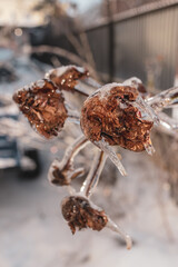 Plant in transparent ice. Frozen tree branch. Fairytale winter in macro photography. Close-up of frozen nature. Winter natural scene. Extreme cold. Freezing rain. Severe weather conditions.