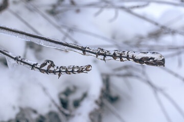 Plant in transparent ice. Frozen tree branch. Fairytale winter in macro photography. Close-up of frozen nature. Winter natural scene. Extreme cold. Freezing rain. Severe weather conditions.