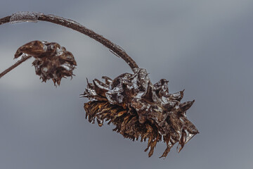Plant in transparent ice. Frozen tree branch. Fairytale winter in macro photography. Close-up of frozen nature. Winter natural scene. Extreme cold. Freezing rain. Severe weather conditions.