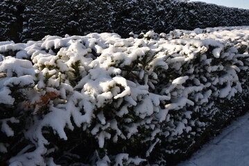 Haies enneig&eacute;es au Jardin des Tuileries en hiver &agrave; Paris	