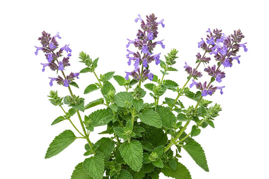 Catmint flowers in full bloom isolated on transparent background