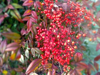 ナンテン（南天）の実のアップ