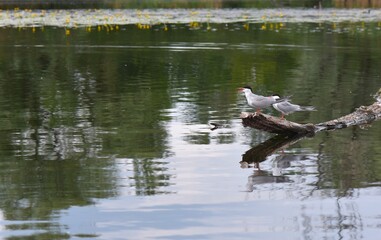 Seagulls perched on a tree on the river bank with reflection in the water