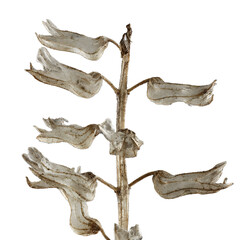 Fototapeta premium dead tree trunk isolated with transparent background