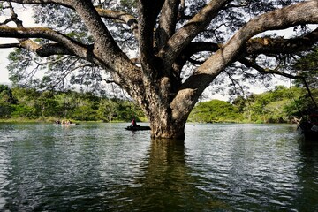 A majestic giant rain tree standing in the middle of a serene lake