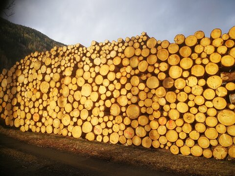Holz, Bloch, Holzpreis, nutzholz, 