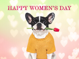 Happy Women's Day. Cute puppy, flower and congratulatory inscription. Close-up, indoors, studio shot. Congratulations for family, loved ones, relatives, friends and colleagues. Pets care concept