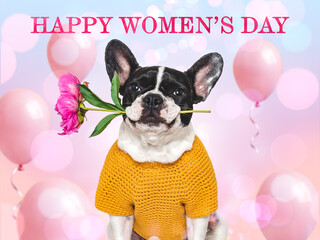 Happy Women's Day. Cute puppy, flower and congratulatory inscription. Close-up, indoors, studio shot. Congratulations for family, loved ones, relatives, friends and colleagues. Pets care concept