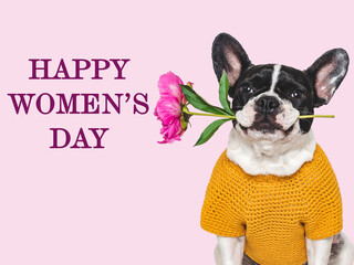 Happy Women's Day. Cute puppy, flower and congratulatory inscription. Close-up, indoors, studio shot. Congratulations for family, loved ones, relatives, friends and colleagues. Pets care concept