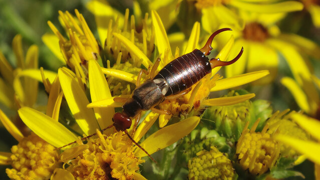 The common European earwig (Forficula auricularia), male on ragwort flowers