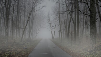 Fog Surrounds a Road in a Forest During Early Morning Hours