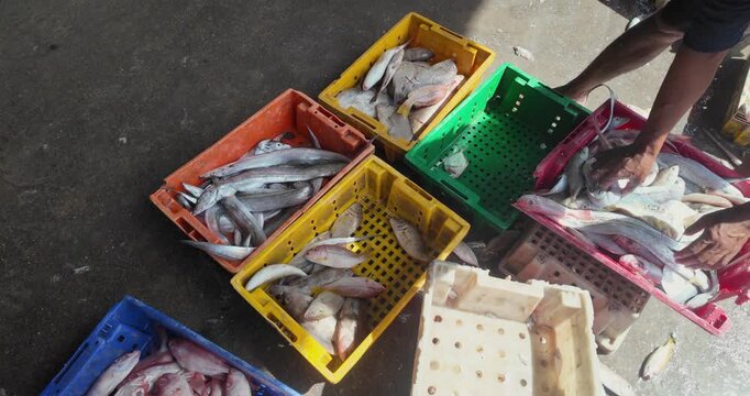 close up of freshly sorted ribbonfish, red snappers, and various fish in colorful plastic crates at a market.