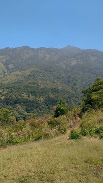Beautiful green mountain landscape with clear blue sky and grassy hills on the slopes of Mount Arjuno.