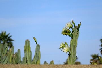 Night blooming Cereus Peruvian apple cactus in spring against blue sky background, close-up, copy space