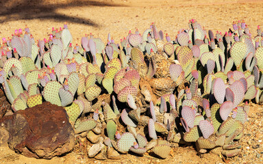 Beavertail cactus Opuntia basilaris growing as a dense, low-spreading clump in a dry, sandy desert environment typically found all over American Southwest, close-up