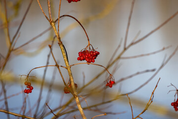 Red berries in winter: Close-up of bright fruits on a bare branch
