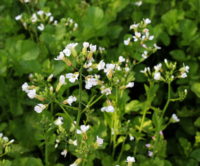 Radishes bloom in nature