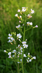 Radishes bloom in nature