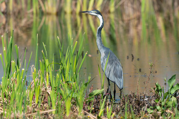 H&eacute;ron m&eacute;lanoc&eacute;phale