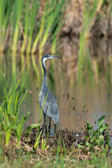 H&eacute;ron m&eacute;lanoc&eacute;phale