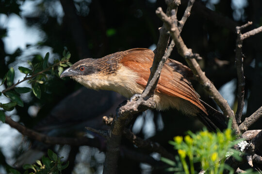Coucal de Burchell