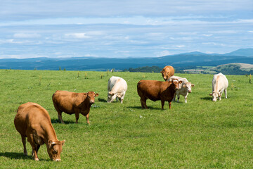 vache, Causse de Sévérac, Sévérac le Château, 12, Aveyron, France