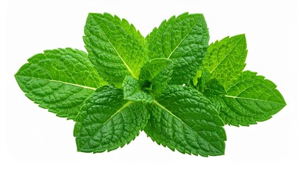 Fresh mint leaves arranged in a circle