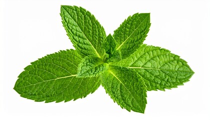 Fresh mint leaves arranged in a circular
