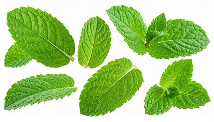 Fresh mint leaves arranged on white with tea