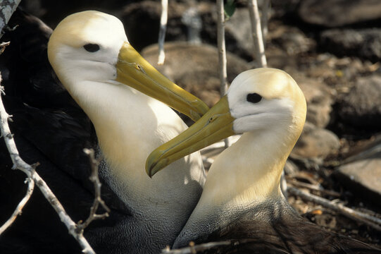 Albatros des Galapagos,Phoebastria irrorata, Waved Albatross, Diomedea irrarata, Archipel des Galapagos