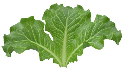 green leaf lettuce is isolated on transparent background.png