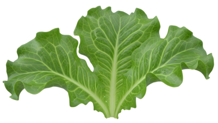 green leaf lettuce is isolated on transparent background.png